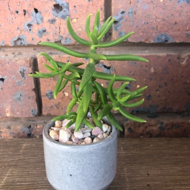 Crassula 'Tetragona'