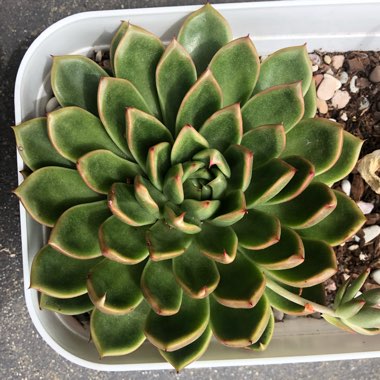 Echeveria Agavoides Frank Reinelt