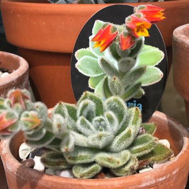 Echeveria Doris Taylor