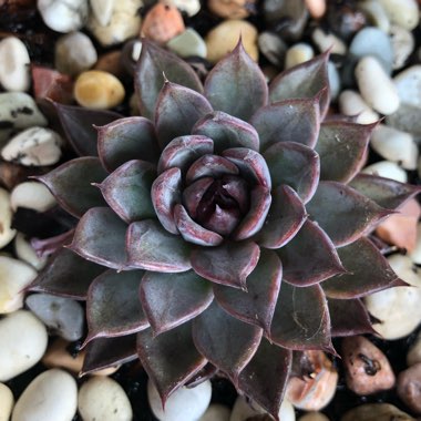 Echeveria Agavoides Blood Maria