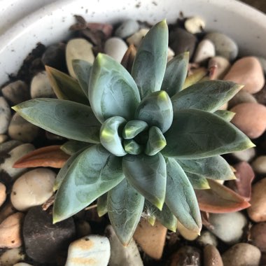 Pachyphytum compactum