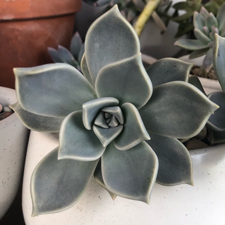 Plant image Graptopetalum Paraguayense subsp. Bernalense