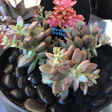 x Graptosedum Bronze