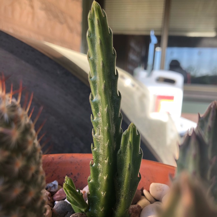 Plant image Stapelia gettleffii