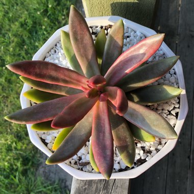 Pachyphytum fittkaui