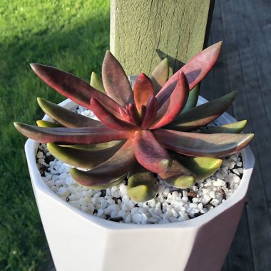 Pachyphytum fittkaui