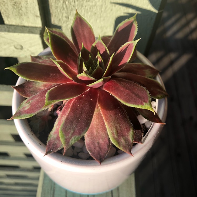 Plant image Sempervivum Red Chief