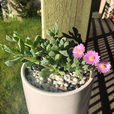 Oscularia deltoides syn. Lampranthus deltoides