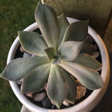 xGraptoveria Douglas Huth