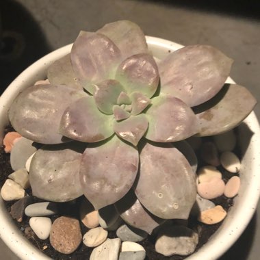 Graptopetalum Superbum