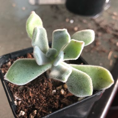 Echeveria Leucotricha