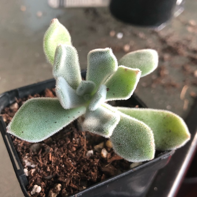 Plant image Echeveria Leucotricha