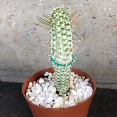 Euphorbia mammillaris 'Variegata'