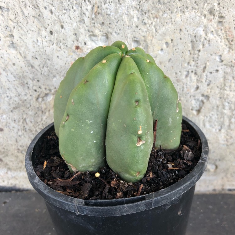 Plant image Trichocereus scopulicola 'Super Pedro' syn. Echinopsis scopulicola 'Super Pedro'