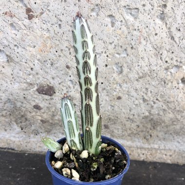 Senecio stapeliiformis