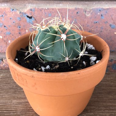 Ferocactus electracanthus syn. Ferocactus histrix