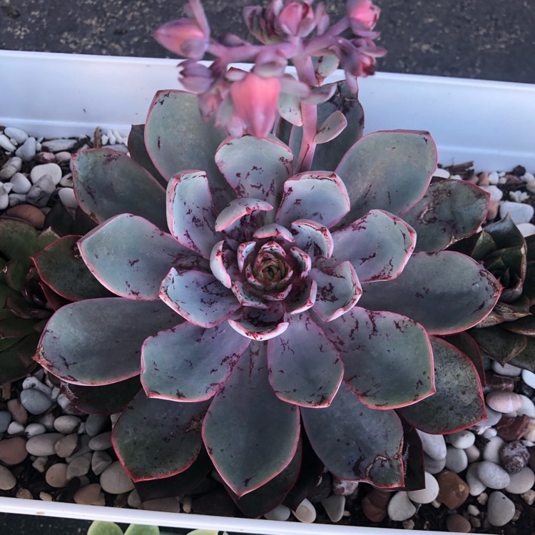 Plant image Echeveria Hera