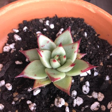 Echeveria Agavoides Ebony