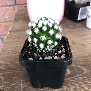 Mammillaria Vetula ssp. Gracillis