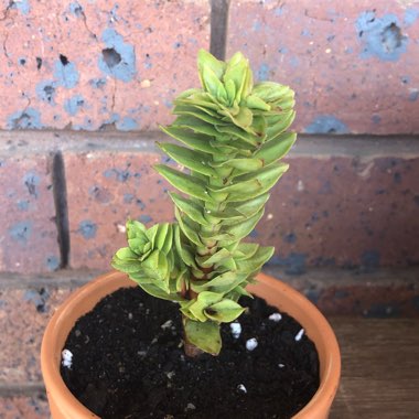 Crassula Coccinea