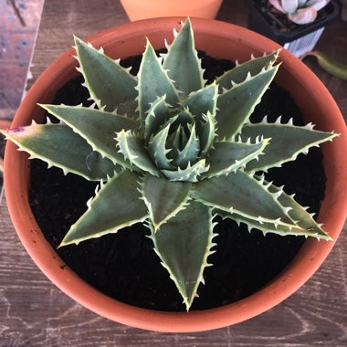 Aloe Polyphylla