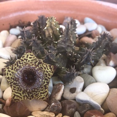 Huernia guttata subsp. guttata