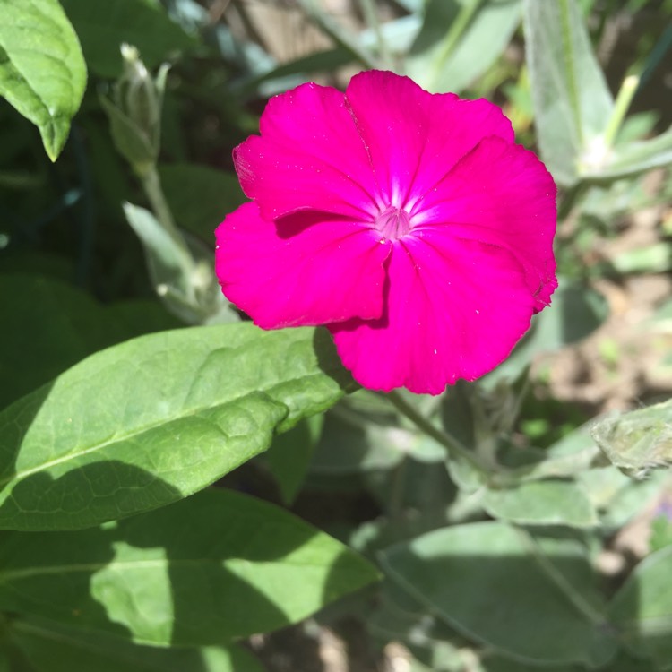 Plant image Lychnis coronaria 'Gardeners World'