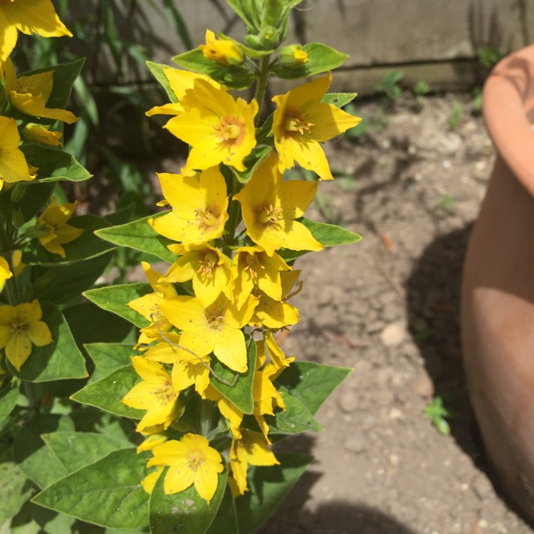 Plant image Lysimachia vulgaris