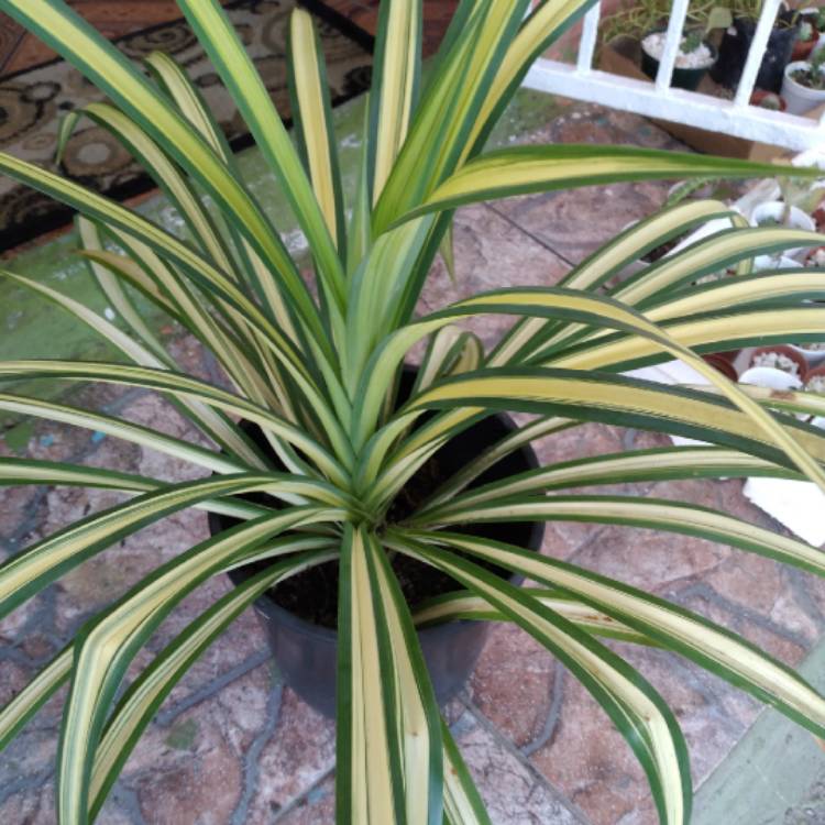 Plant image Pandanus Baptistii  'Aureus'