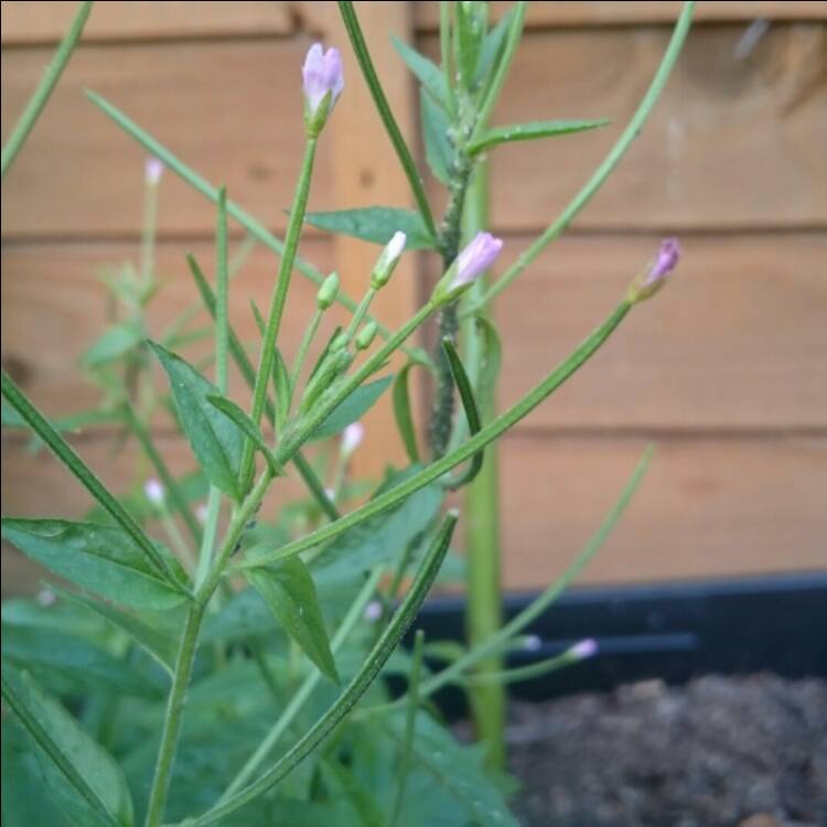 Plant image Epilobium Lanceolatum