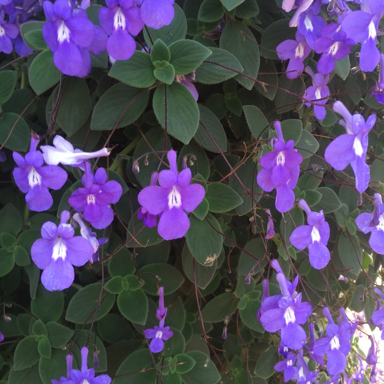 Plant image Streptocarpus caulescens