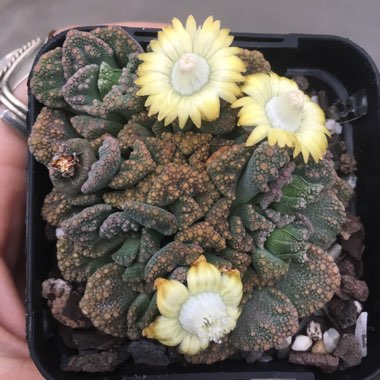 Titanopsis Calcarea (Living Jewel)