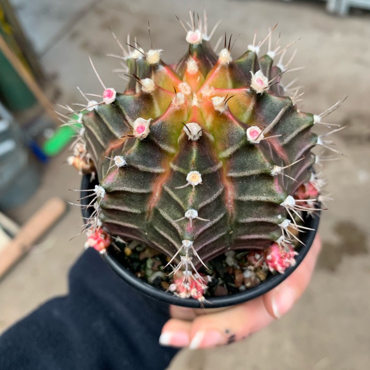 Plant image Gymnocalycium mihanovichii