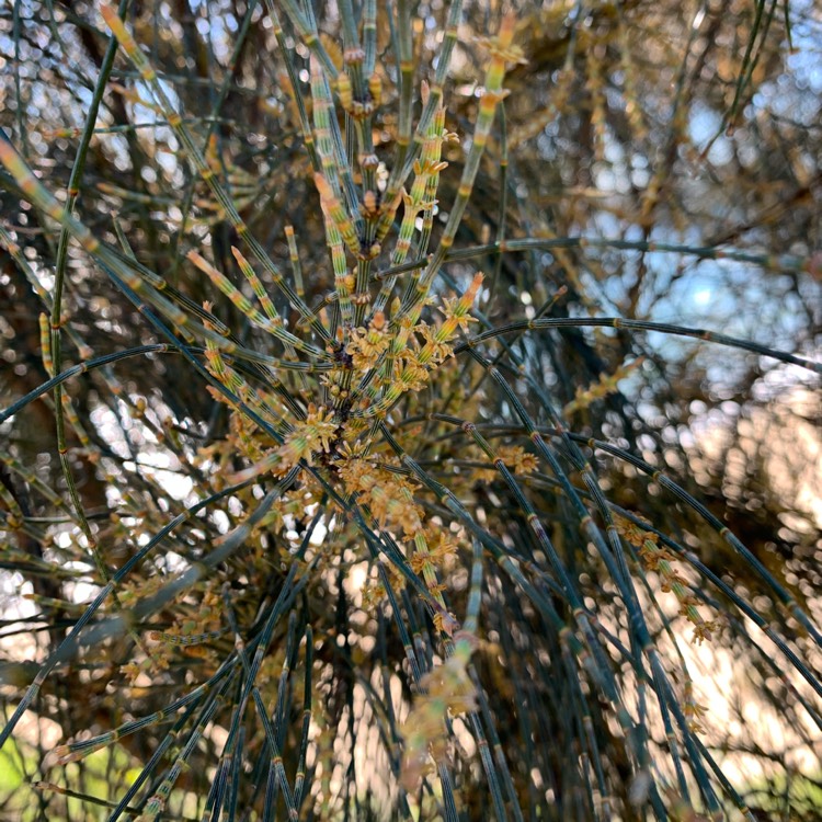 Plant image Allocasuarina Verticillata 