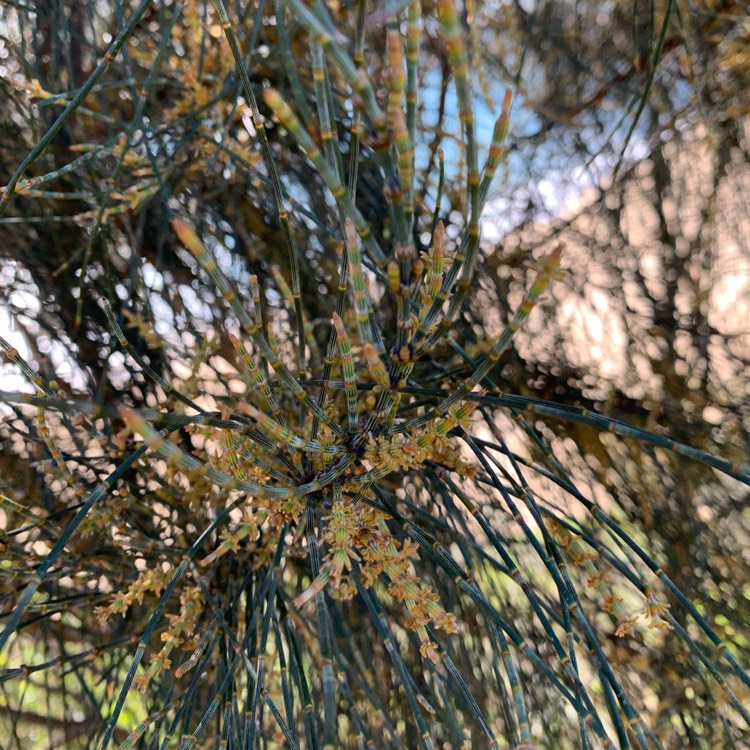 Plant image Allocasuarina Verticillata 