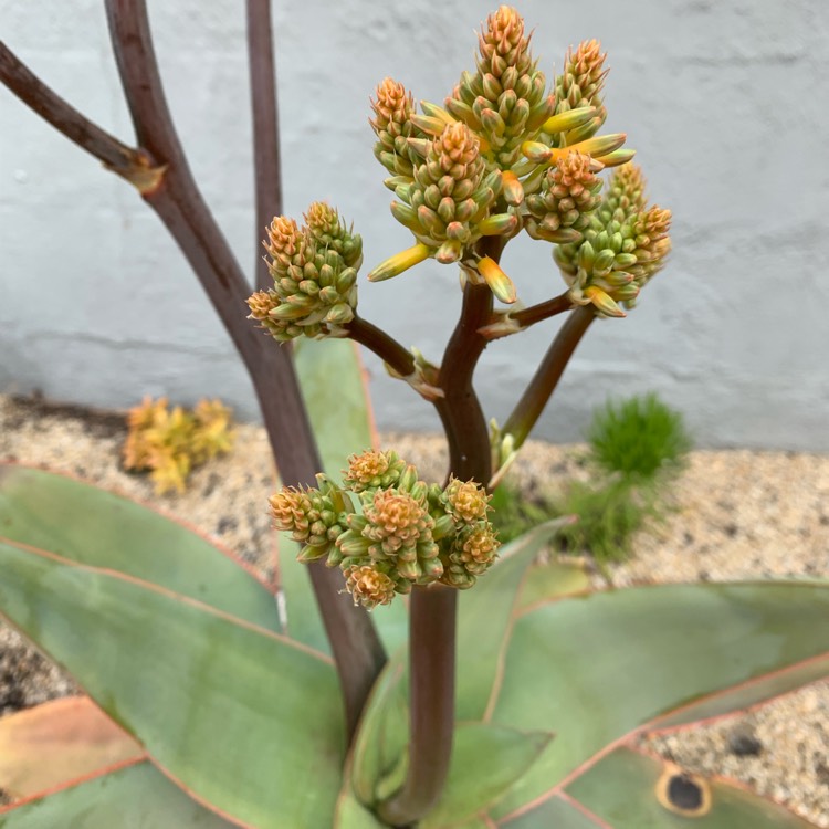 Plant image Aloe Striata