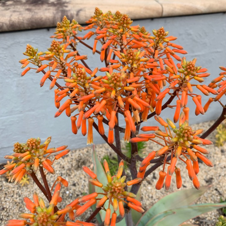 Plant image Aloe Striata