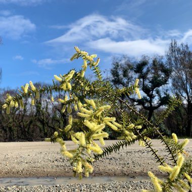 Acacia oxycedrus