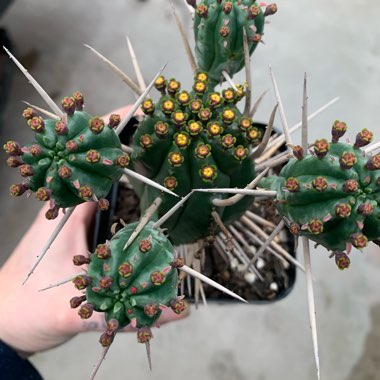 Euphorbia ferox