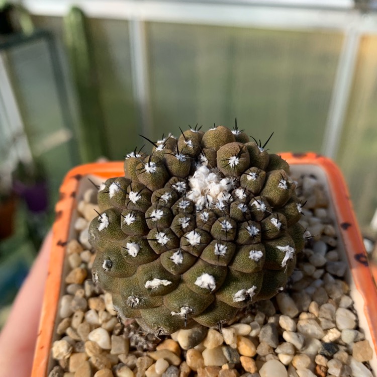 Plant image Copiapoa hypogaea