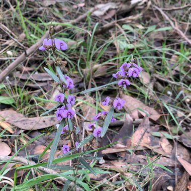 Hovea acutifolia