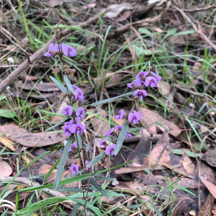 Plant image Hovea acutifolia