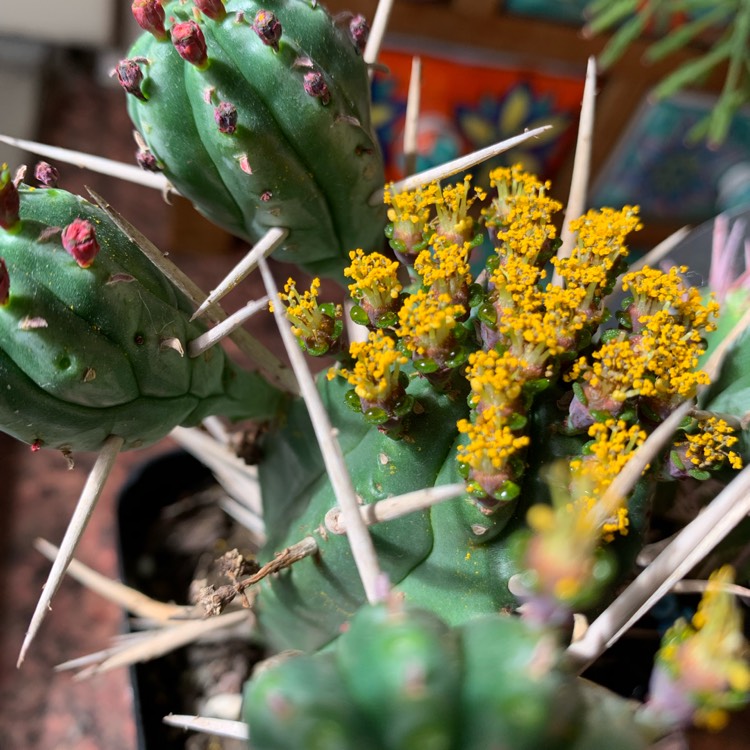 Plant image Euphorbia ferox