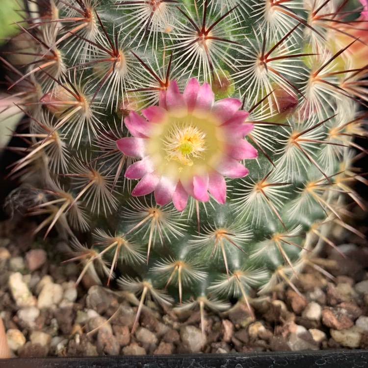 Plant image Mammillaria microhelia syn. Mammillaria droegeana, Mammillaria microheliopsis