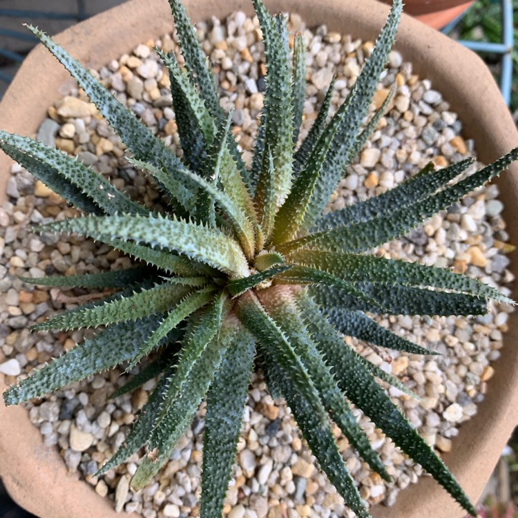 Plant image Aloe Parvula