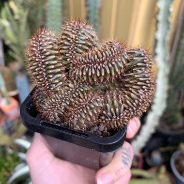 Trichocereus macrogonus syn. Echinopsis peruviana