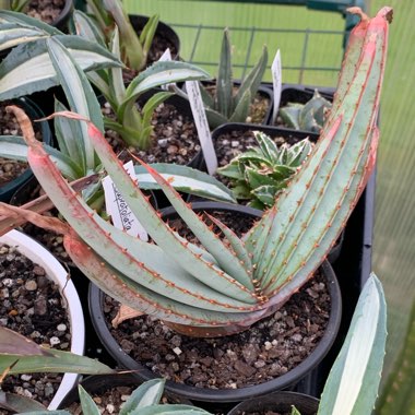 Aloe suprafoliata