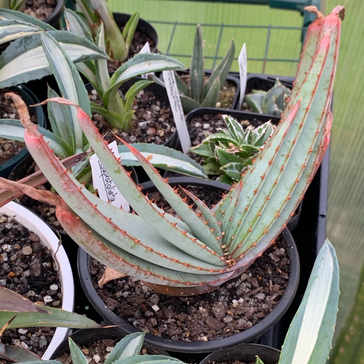 Plant image Aloe suprafoliata