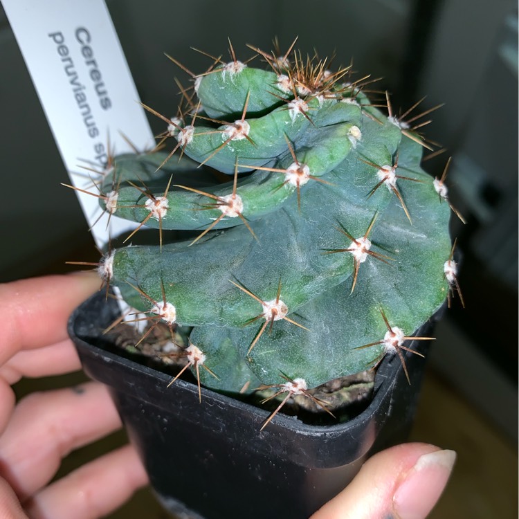 Plant image Cereus peruvianus f.spiralis