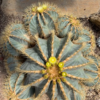 Ferocactus glaucescens